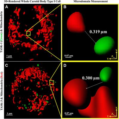 Acute Oxygen-Sensing via Mitochondria-Generated Temperature Transients in Rat Carotid Body Type I Cells